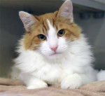 Charlie Orgne - Mâle (10 mois)