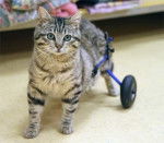 Mario - Mâle (4 ans)