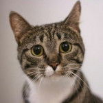 Charlie my brown tabby cat :) - Mâle (3 ans)