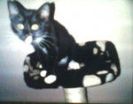 Holly as a kitten - (Autre)
