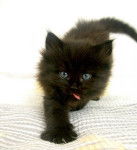 Nounouschk (pas le mien) -