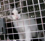 charlie when we adopted him - Mâle (2 mois)