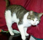 charlie - Mâle (1 an)