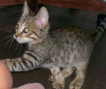 Striker when we first bought him - Mâle (1 mois)