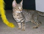 Striker when we first bought him - Mâle (1 mois)