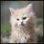 bulle - Mâle (8 mois)