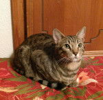 tigger - Mâle (1 an)