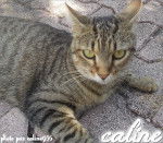 Caline - (2 ans)