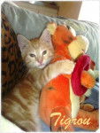 Tigrou - Mâle (5 mois)