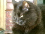 Midnight and his attitude - Mâle (9 ans)