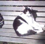 Oreo - Mâle (9 ans)