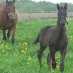 Shadow and his mom:) - Mâle (5 mois)