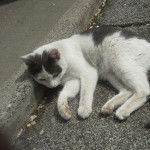 Oreo - Mâle (11 mois)