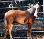 quack - Mâle (4 ans)