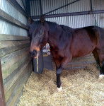 Glenn - Mâle (8 ans)