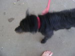 Winy,sacudiendose despues de su baño - Cairn Terrier (1 an)