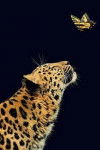 guepard -