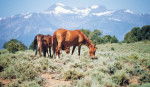 Wild Mustangs -