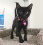 Kitty Softpaws - (10 mois)