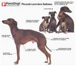 p.l.i. - Mâle (1 an)