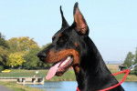 Teah - Dobermann (2 ans)