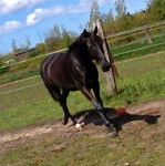 senior - Mâle (6 ans)