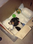 Dream - Beagle-Harrier Mâle (2 mois)