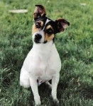 Abby - Pastore della Sila (4 ans)