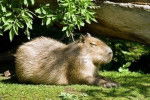 capybara - Photo internet -