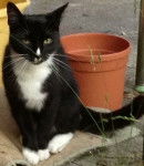 Paris - Mâle (1 an)