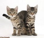 kittens - (8 mois)