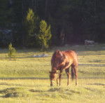 Duke - Mâle (8 ans)