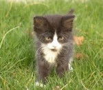 Grisouille - Mâle (5 mois)