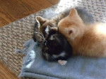 Timmy (Tabby Mittins (Black) Charlie ( Orange - Mâle (2 mois)