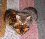 caroline et fripouille - (3 ans)