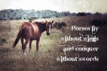 the reason horses are so peaceful - Mâle (1 an)