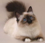 grall - Mâle (1 an)