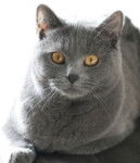 grisou - Mâle (6 ans)