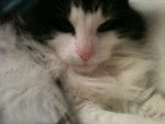 Smudge on my bed - Mâle (5 ans)