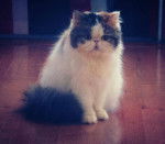 Camus - Mâle (2 ans)