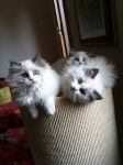 Alvin, Athos e Astra - (3 mois)