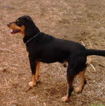 Javier - Chien Courant Slovaque M&acirc;le (2 ans)