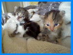 Les chatons de Citrouille - (4 mois)