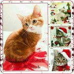 chat noel - (5 mois)