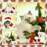 chat noel . - (5 mois)