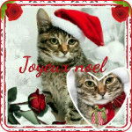 chat magnifique noel . - (5 mois)
