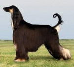 Dog - L&eacute;vrier Afghan