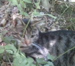 Whisky - Mâle (1 an)