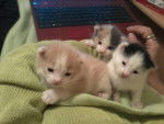 Mes chatons :D - (1 mois)