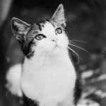 grizou - Mâle (9 ans)